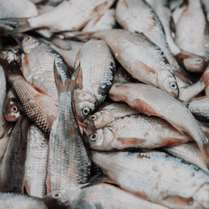 Pescado por libras