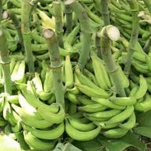 Plátano