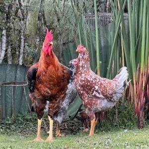 Pollos Criollos