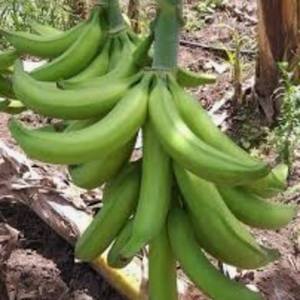 Racimo de plátano