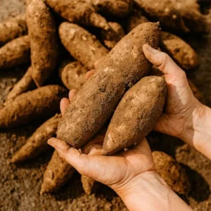 Yuca