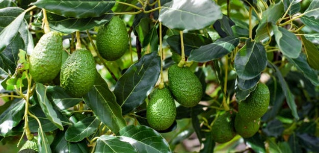 AGUACATES