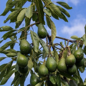 Aguacate grande