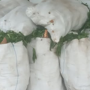 Yuca por quitales