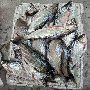 Pez de agua dulce