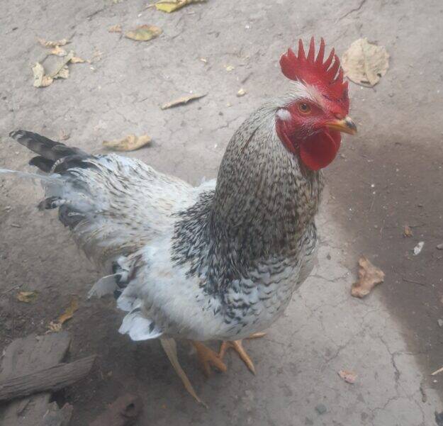 Gallinas criollas