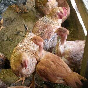Gallinas y Gallos