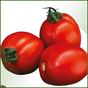 Tomate
