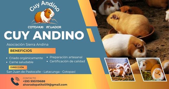 Cuy Andino