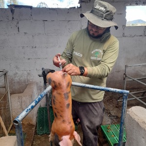 Castración de Lechones