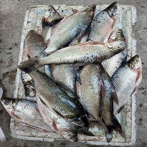 Pescado de Agua Dulce