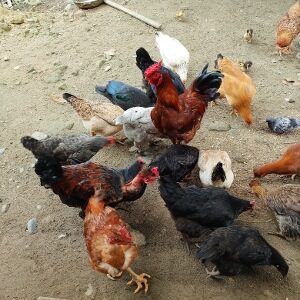 Gallinas criollas