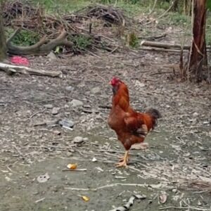 Gallinas criollas