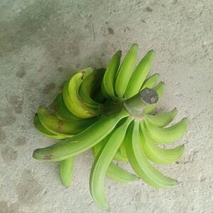 Plátano