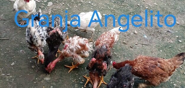 Granja Angelito