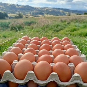 Cubeta de huevos