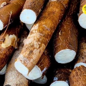 Yuca Orgánica