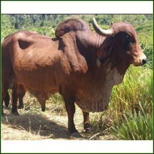 Toro en pie
