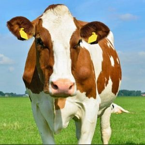 Vacas en pie
